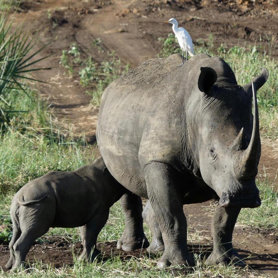 Hotel Ikweta Safari Camp Maua Zewnętrze zdjęcie