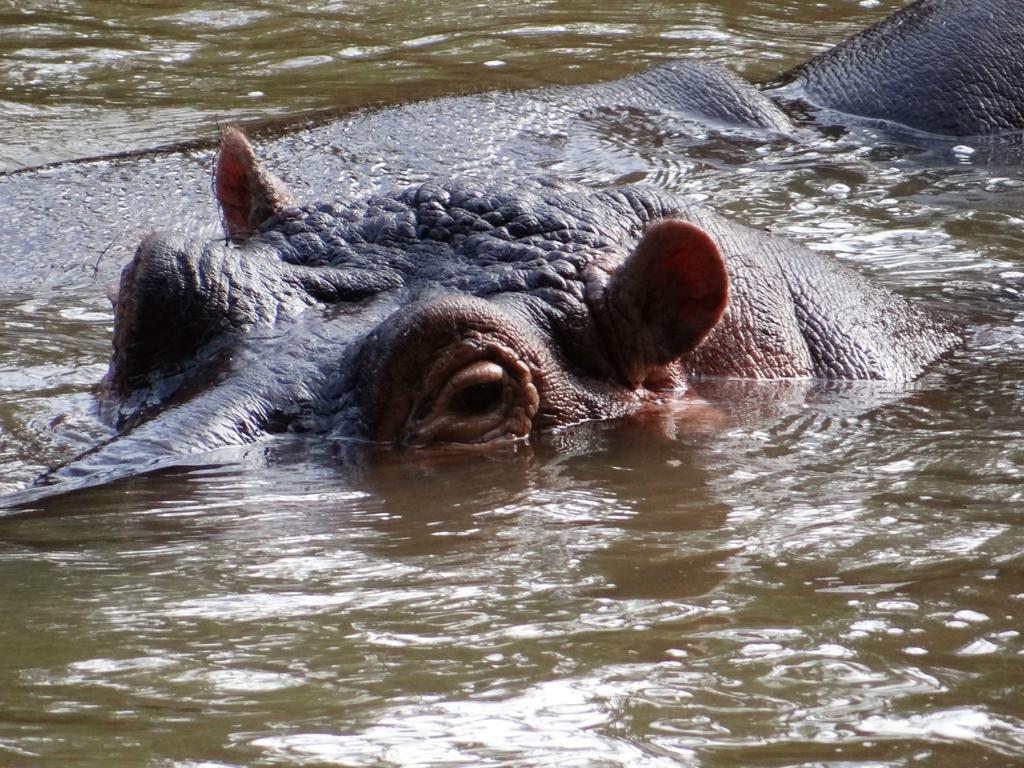 Hotel Ikweta Safari Camp Maua Zewnętrze zdjęcie